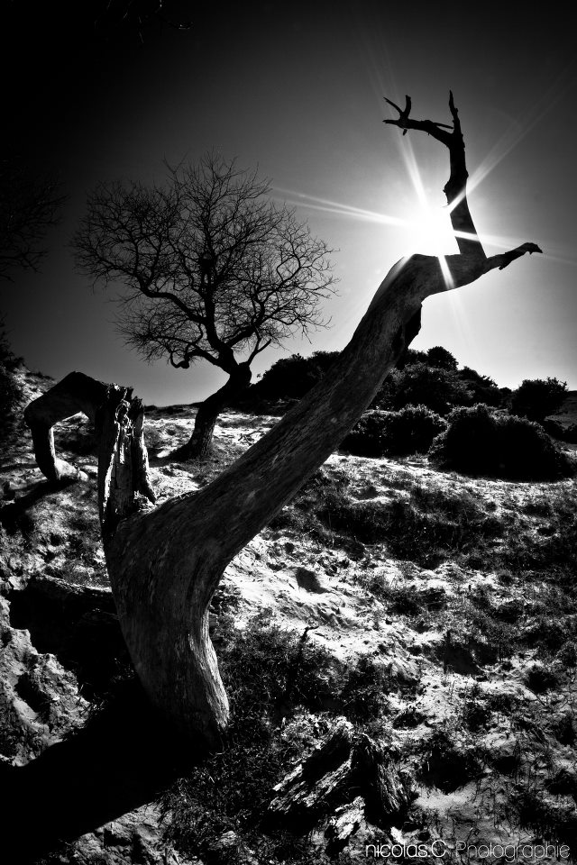 Nicolas Cesne © 2015